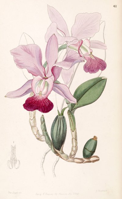 Cattleya walkeriana (als syn. Cattleya bulbosa) von Miss Drake